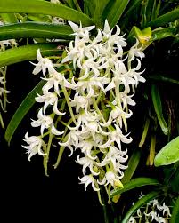 Image result for Cyrtorchis