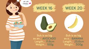 Baby Growth Chart How Big Is Your Baby This Week Infographic