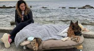 Il cane in casa, sappi che comporta una serie di disagi per le persone che convivono con lui. Addio A Heart Il Cane Pastore Tedesco Abbandonato Perche Paralizzato L Ultimo Saluto Al Mare Di Casa Video