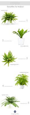 Check spelling or type a new query. Design Trend Indoor Fern Plants Simplified Beesimplified Bee