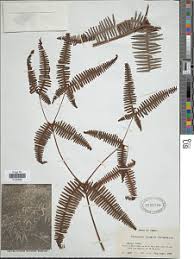 Image result for Dicranopteris elegantula