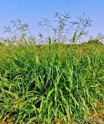Image result for Urochloa panicoides