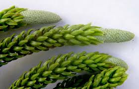 Image result for Araucaria cunninghamii