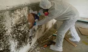 Mold inspection in windham on yp.com. What To Know Before Hiring A Mold Remediation Pro Moldman
