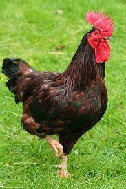 Free for commercial use no attribution required high quality images. Rhode Island Red Chicks Rhode Island Red Chickens Chickens Backyard Raising Backyard Chickens