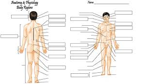 Gallery Body Region Chart Human Anatomy Library