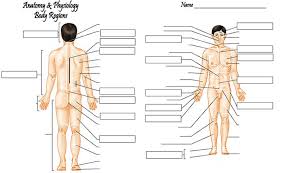 gallery body region chart human anatomy library