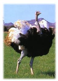 Ostrich Bird The Original Head Banger Metal Music Hayvanlar Alemi Hayvanlar Hayvan