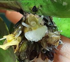 Image result for Eulophia hirschbergii