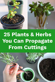 Certain species may be easier than others to propagate. 25 Plants Herbs You Can Propagate From Cuttings Planting Herbs Plants Growing Vegetables