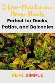 5 Low Maintenance Outdoor Plants Perfect For Decks Patios And Balconies Succulent Landscaping Succulent Landscape Design Low Maintenance Plants Landscaping