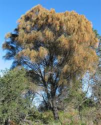 Image result for Casuarina verticillata