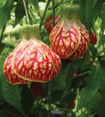 Abutilon enthusiasts seek out rare and unusual species and hybrids. Abutilon Flowering Maple At Portland Nursery And Garden Center