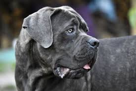 We did not find results for: Is It So Necessary To Cut The Ears Of A Cane Corso