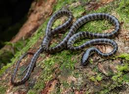 Image result for Dyschoriste trichocalyx