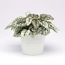 Image result for Hypoestes