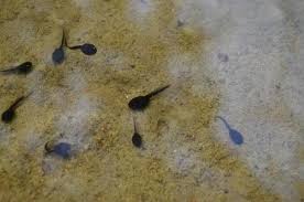 L Alimentation Des Tetards Grenouilles