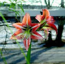 We did not find results for: Amaryllis For Christmas Summitdaily Com