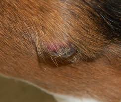 Pexels despite the fact that dogs are typically covered in fur, they can still develop skin canc. Benign Skin Masses Of Dogs Mspca Angell