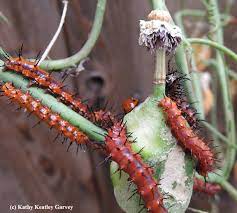 Check spelling or type a new query. A Lady Beetle And Gulf Fritillary Caterpillars Bug Squad Anr Blogs