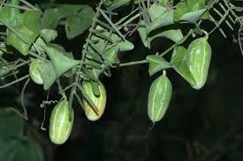 Image result for Coccinia mildbraedii