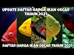 Ikan oscar, pasti sudah banyak dari anda yang cukup familiar dengan diantara jenis selain mempunyai warna dasar hitam, ikan oscar juga memilki spesies oscar albino. Update Daftar Harga Ikan Oscar Terbaru 2021 Ikan Hias Predator Air Tawar Youtube