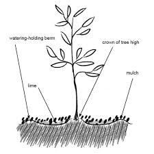 Olive trees are admired by many based on their structural beauty. Planting Olive Trees Olives Novavine