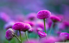 Check spelling or type a new query. Free Download Beautiful Flowers Nature Wallpaper Hd 12 Widescreen Flower 1920x1200 For Your Desktop Mobile Tablet Explore 60 Wallpaper Flowers Images Flowers Wallpaper For Desktop Floral Wallpaper