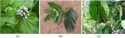 Image result for Morinda lucida