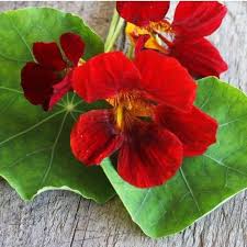 This is the red velvet flower challenge and the member i chose for today was: Black Velvet Nasturtium Flowers