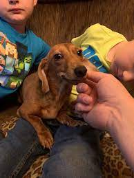How many puppies can a mini dachshund have? Miniature Dachshund Puppies For Sale Fort Dodge Ia 307257