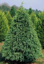 Leyland cypress has become one of the most widely used plants in commercial and residential landscapes across georgia as a formal hedge. Leyland Cypress Pruning Care Diseases