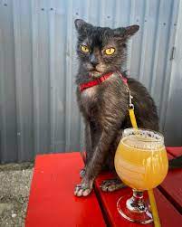 Rising Stars: Meet Chupie The Chupacabra - Voyage Austin