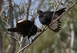 This page shows some birds from the sydney and blue mountains and other regions of australia. White Winged Chough Birdlife Australia