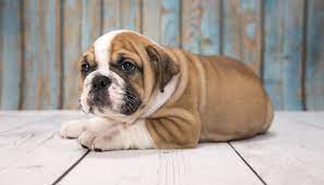 Finding forever homes for puppies for 20 years! Victorian Bulldog Is This The Best Bulldog Perfect Dog Breeds