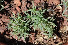 Image result for Suaeda sp. B