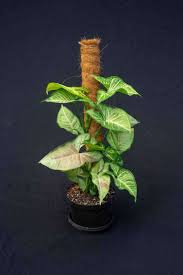 Image result for Syngonium