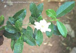 Gardenia Jasminoides Rubiaceae Bush Gardenia Bunga Cina Cape Jasmine Gandharajan