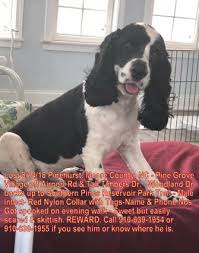 Below is a sample search of our cocker spaniel (american) breeders with puppies for sale. Lost Dog Black And White Cocker Spaniel In Southern Pines Airport Road Area Update Found Pets Thepilot Com