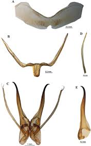 Image result for Tetrapogon tenellus