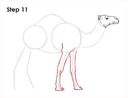 Learn how to draw camel simply by following the steps outlined in our video lessons. How To Draw A Camel