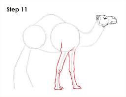 These oval shaped feet help keep the camel from sinking into the sand. How To Draw A Camel