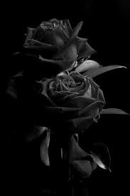 Maybe you would like to learn more about one of these? Zoya Ahmad Plzz Follow Me Black Rose Black Flowers Black Wallpaper