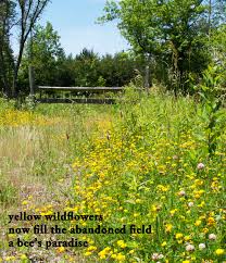 Check spelling or type a new query. Wildflowers Haiku Poetic Alchemist