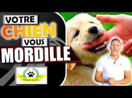 Apprendre Le Rappel Methode Positive Educ Dog Youtube Chien Dresser Un Chien Chiot