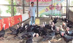 Pada bulan juli tahun ini inflasi mencapai 82.700%. Hasil Lumayan Ternak Ayam Piru