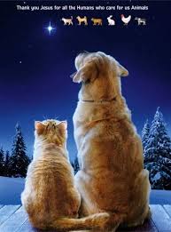 Thank You Jesus Christmas Cats Cute Animals Cat Christmas Cards