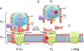 The v1 motor, responsible for. Yeast V Atpase Proteolipid Ring Acts As A Large Conductance Transmembrane Protein Pore Scientific Reports