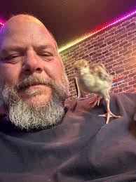 What are you feeding your baby turkeys for Thanksgiving?