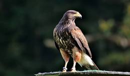 Falconry at Tintern Abbey